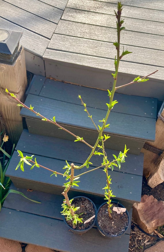 Belle Georgia Peach Tree