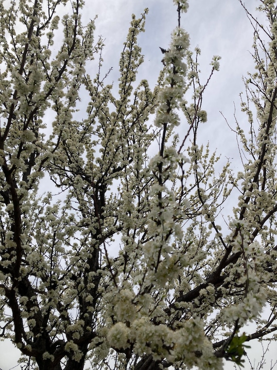 Plum Tree Cuttings
