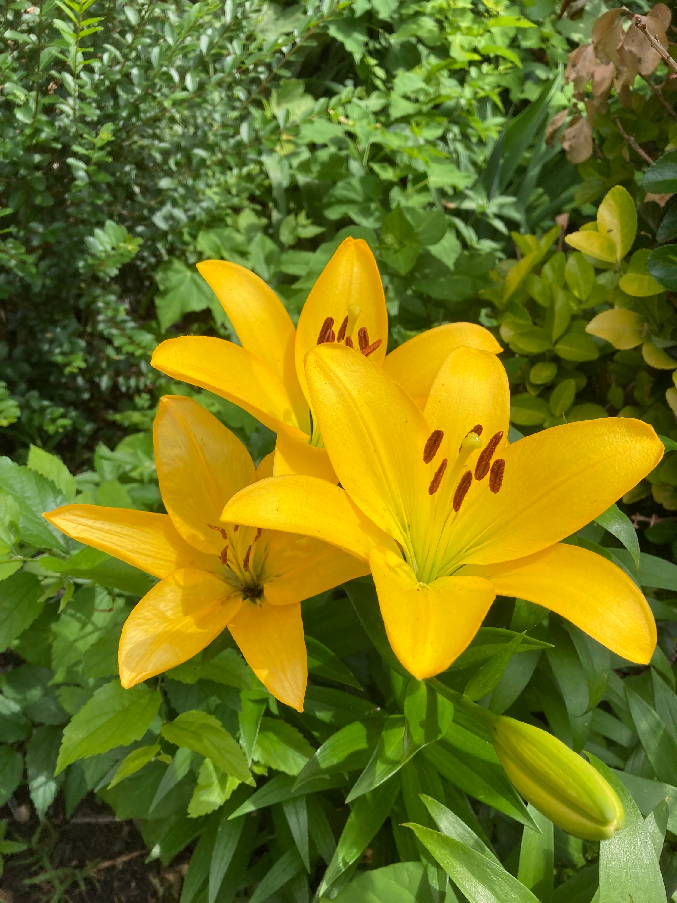 Yellow lily discount