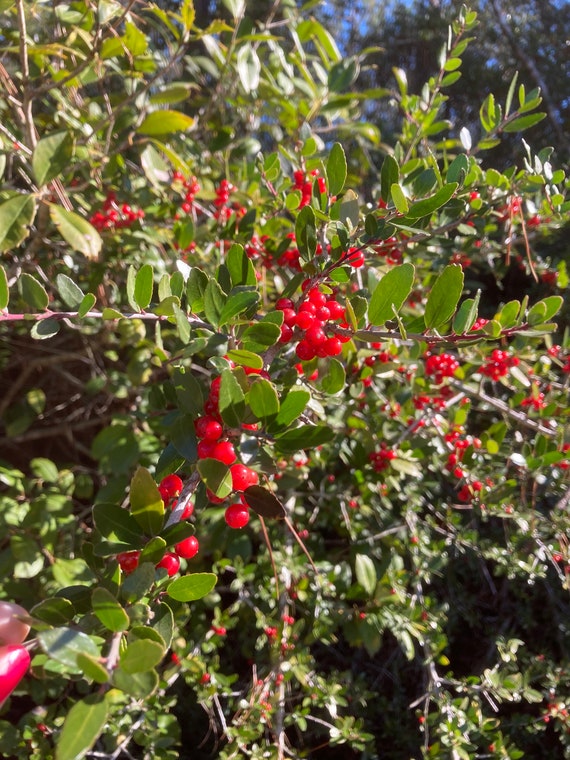 Yaupon Holly Seeds ( Ilex Vomitoria )