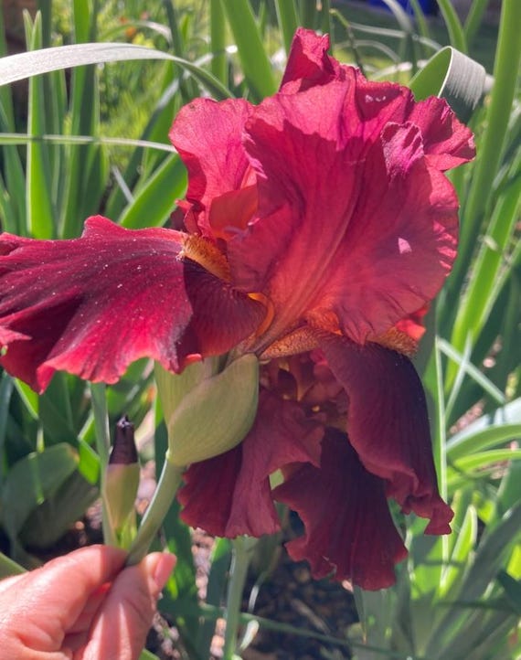 Tall Bearded Iris “Winemaster” - Pre Sale