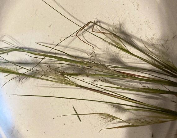 Pappostipa Grass Seeds