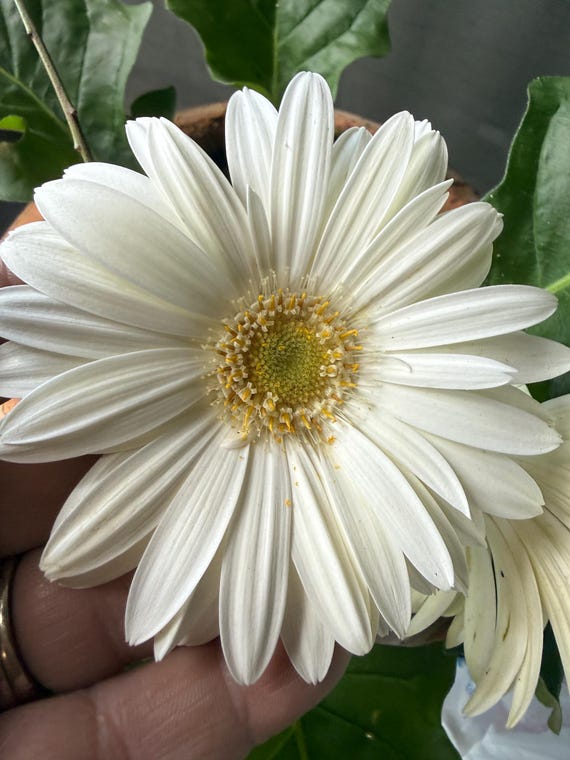 White Gerbera Daisy Seeds