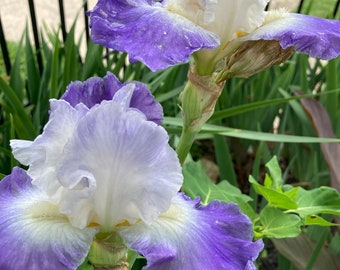 Tall Bearded Iris “  Clarence “