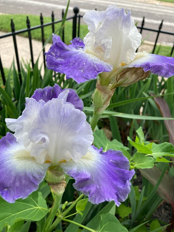 Tall Bearded Iris “  Clarence “ - Pre Sale
