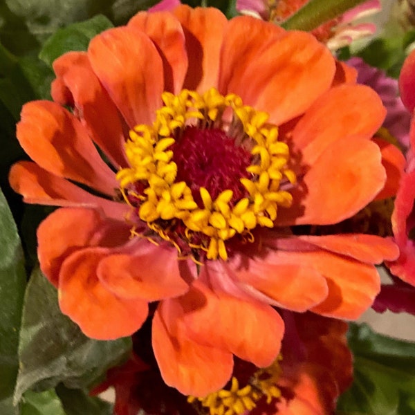 Large Orange Double Zinnia Seeds