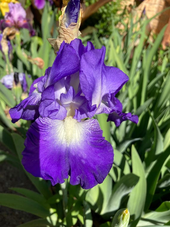 Tall Bearded Iris “ City Lights “