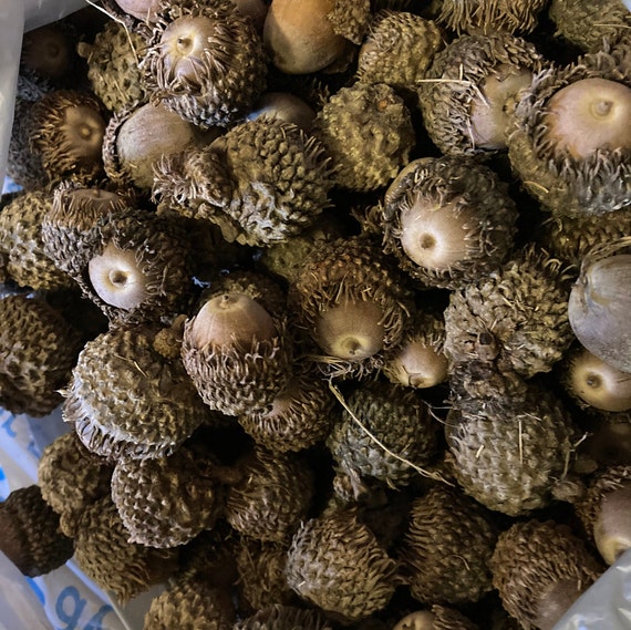 Burr Oak Acorns with Caps ( Medium to Large )