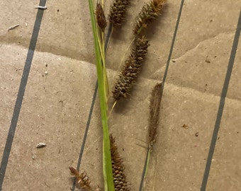 Territory Sedge  Seeds - Texas Grown Organic Grass - 40 Fresh Seeds
