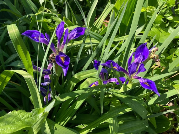 Southern Virginia Iris - Pre Sale