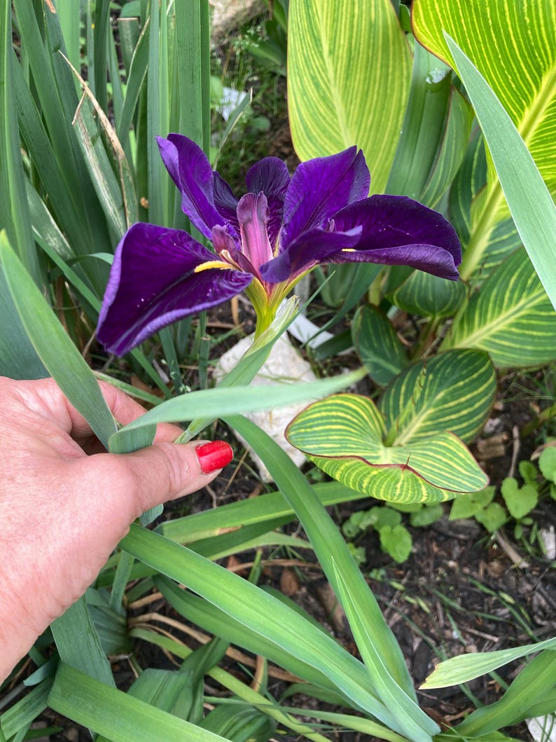 Louisiana Iris Gamecock - Thumbnail 5