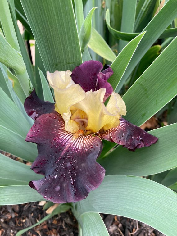 Tall Bearded Iris “ Juggernut“ - Pre Sale