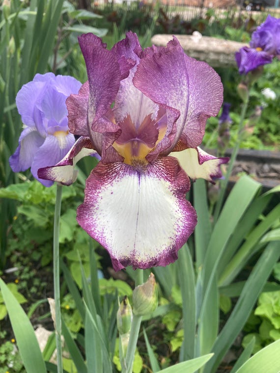 Tall Bearded Iris “ Grape Accent“ - Pre Sale