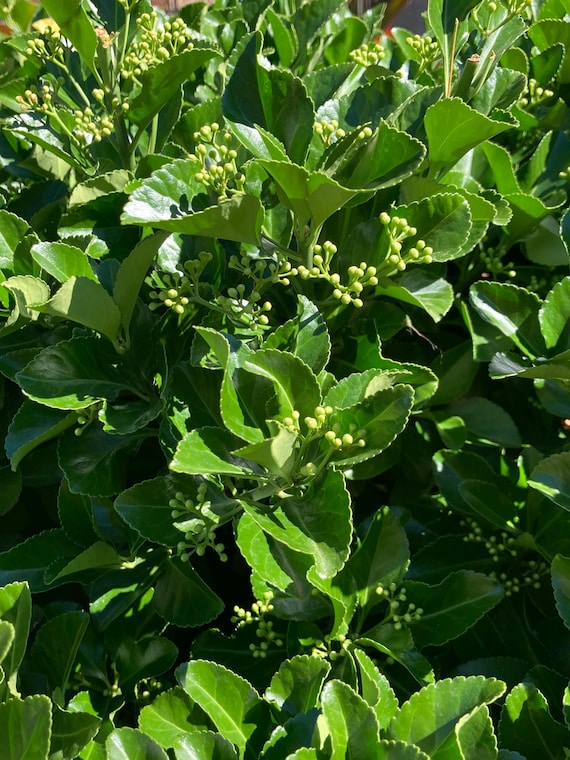 Japanese Spindle Tree Cuttings