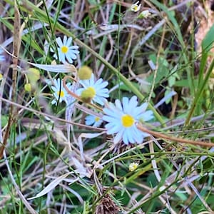 White Wood Aster Seeds