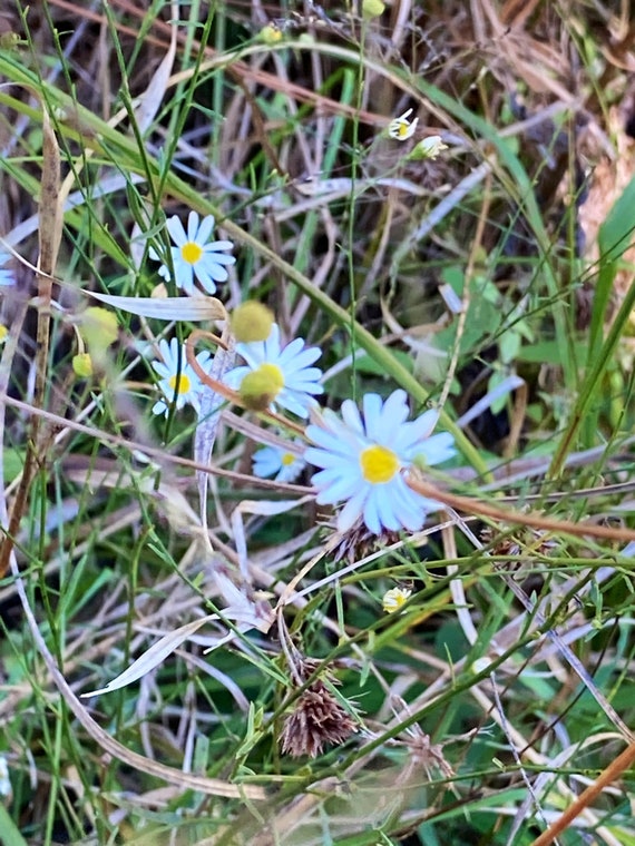 White Wood Aster Seeds