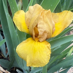 May include: Close-up of a yellow iris flower with a mix of golden and bright yellow petals. The flower is surrounded by long, green leaves. The petals have a delicate, textured appearance, and the flower is in full bloom.