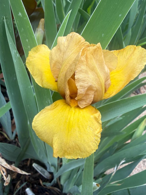 IB Iris John - Ensminger 1990