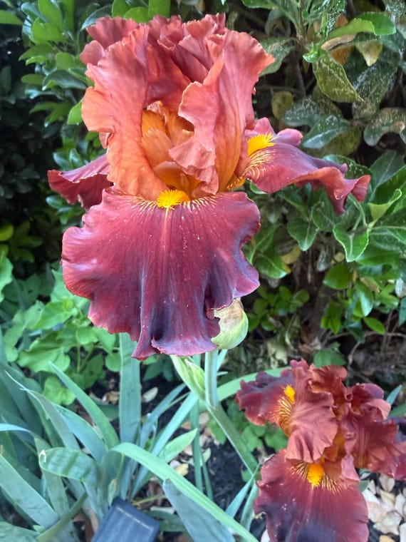 Tall Bearded Iris “ Valentino“