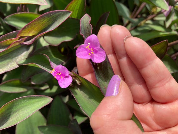 Purple Heart Setcreasea Plant with Roots