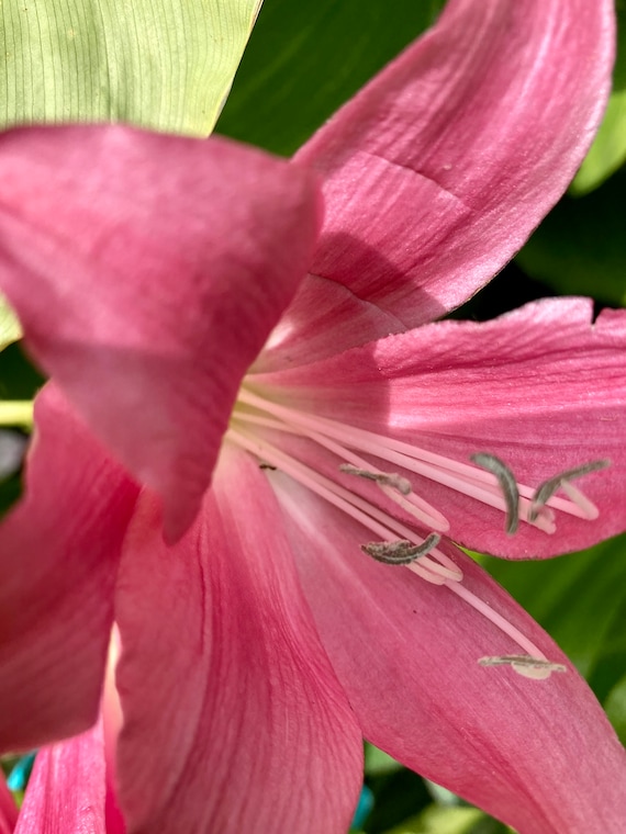 Pink Crinum Lily