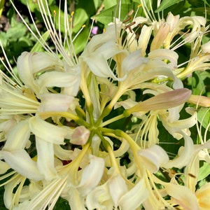 White and Yellow Spider Lily Bulb ( Lycoris )
