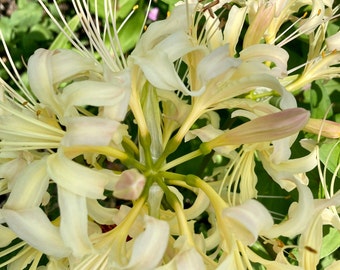White and Yellow Spider Lily Bulb ( Lycoris )