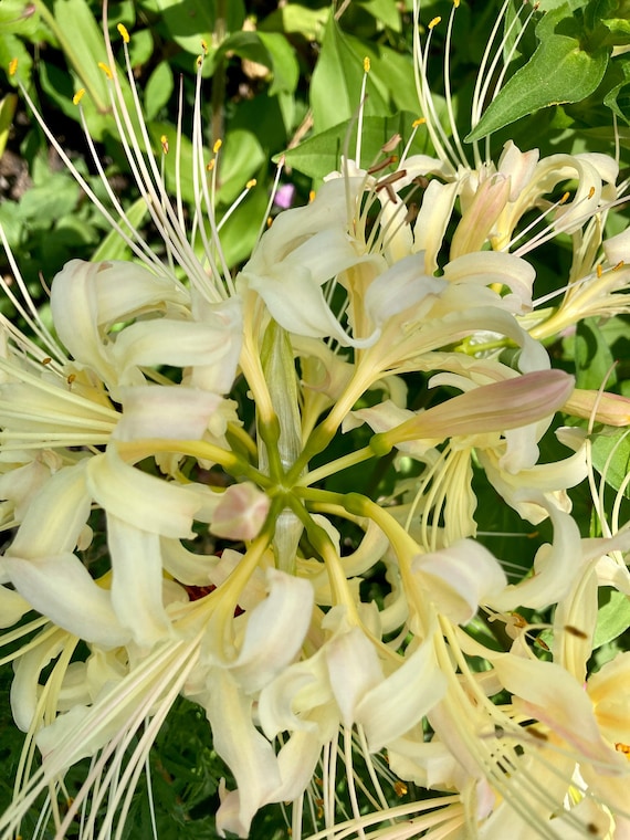 White and Yellow Spider Lily Bulb ( Lycoris )