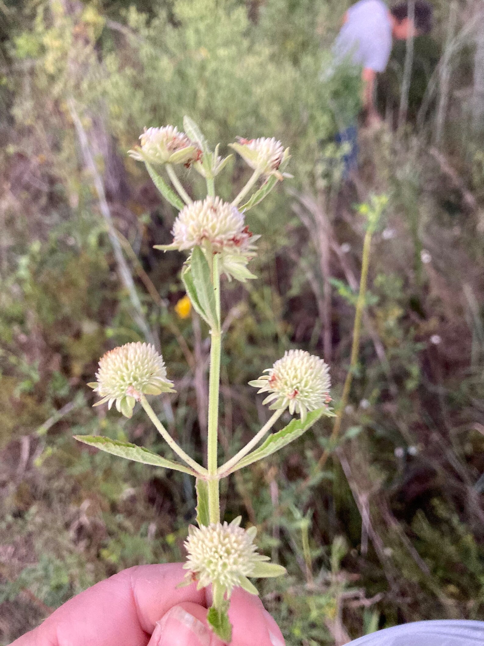 White Clustered Bushmint Seeds - Etsy