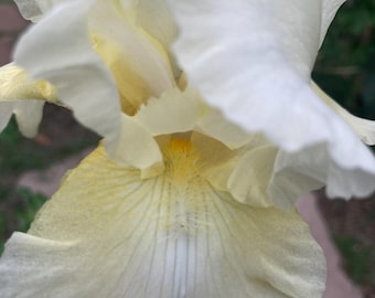 Tall Bearded Iris “Kalinga”