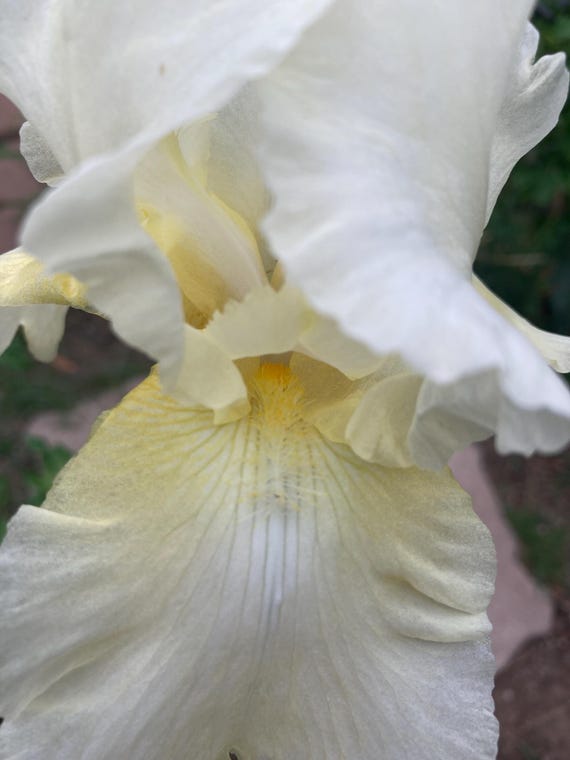 Tall Bearded Iris “ Kalinga “Pre Sale