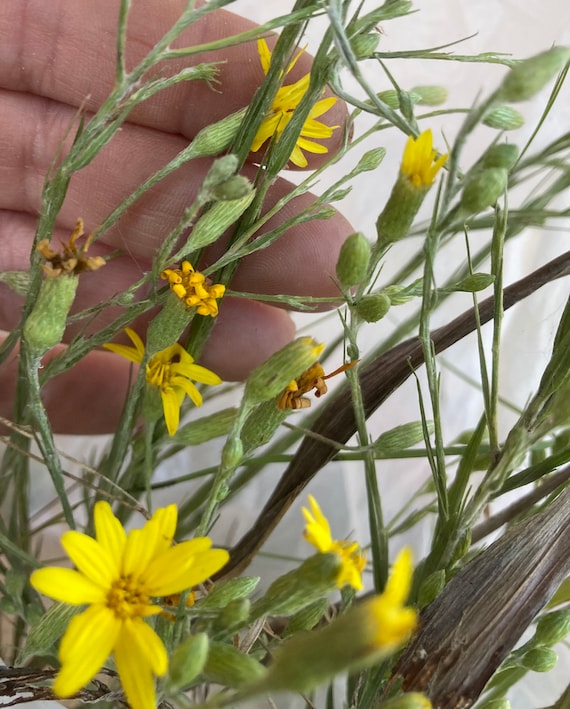 Golden Aster Seeds