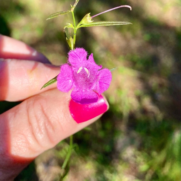 Agalinis Purpurea ( False Foxglove ) Seeds