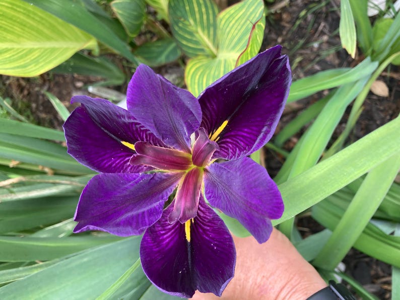 Louisiana Iris Gamecock - Thumbnail 2