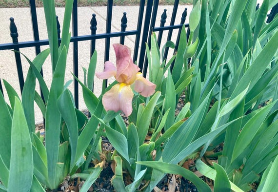 Tall Bearded  Iris '’Easter Bonnet “ - Pre Sale*