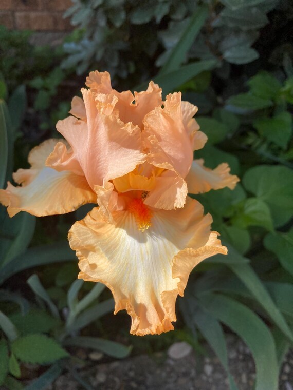 Tall Bearded Iris “ Barbara My Love  “ Pre Sale