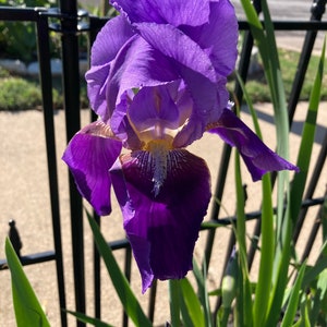 May include: A vibrant purple iris flower with a yellow and white center, blooming in a garden setting.