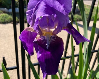 Tall Bearded Iris ( William A. Setchell )  Shipped Fresh Ready to Plant !