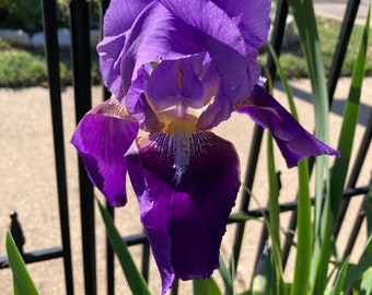 Tall Bearded Iris ( William A. Setchell )