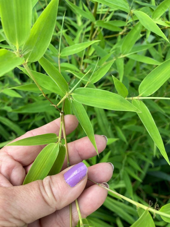 1 Golden Bamboo Rhizome Shoot