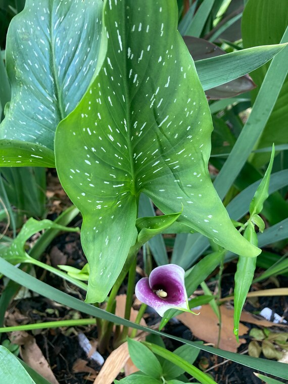 Picasso Calla Lily - Etsy