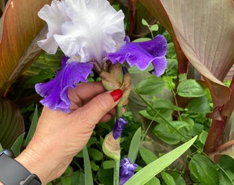 Tall Bearded Iris “ World Premier  “