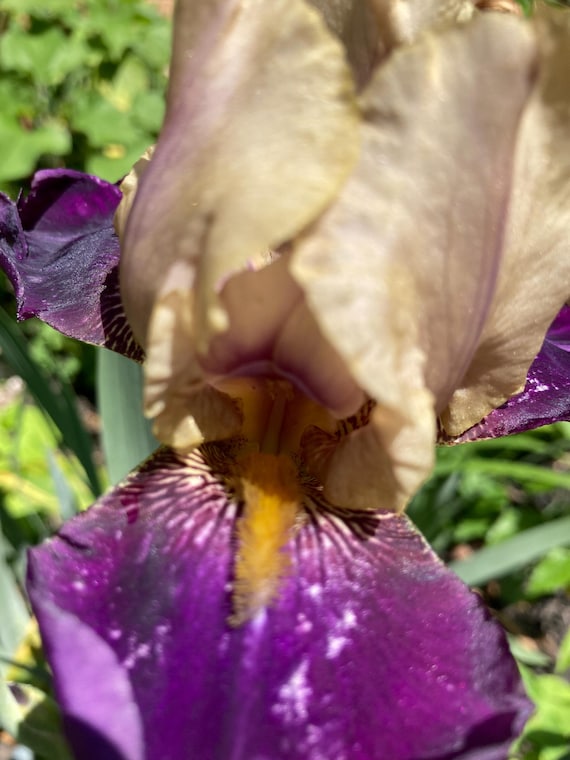 Tall Bearded Iris “ Comanche Drums “ -
