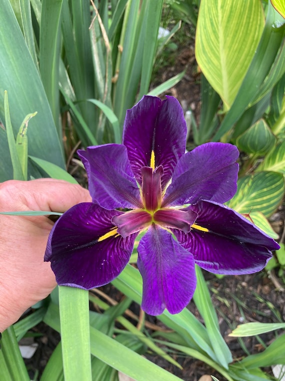 Louisiana Iris Black Gamecock