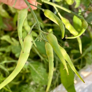 Daikon Radish Seeds