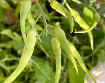 Daikon Radish Seeds