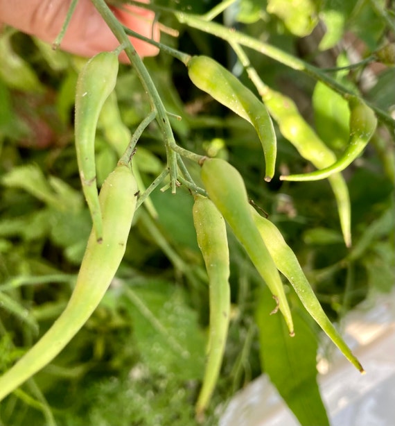 Daikon Radish Seeds