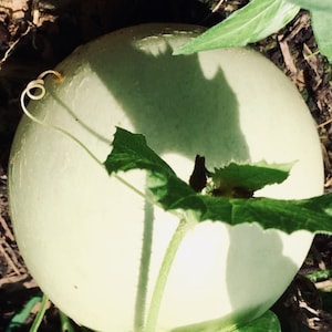 Honeydew Melon Seeds