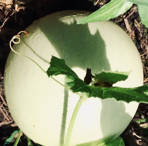 Honeydew Melon Seeds