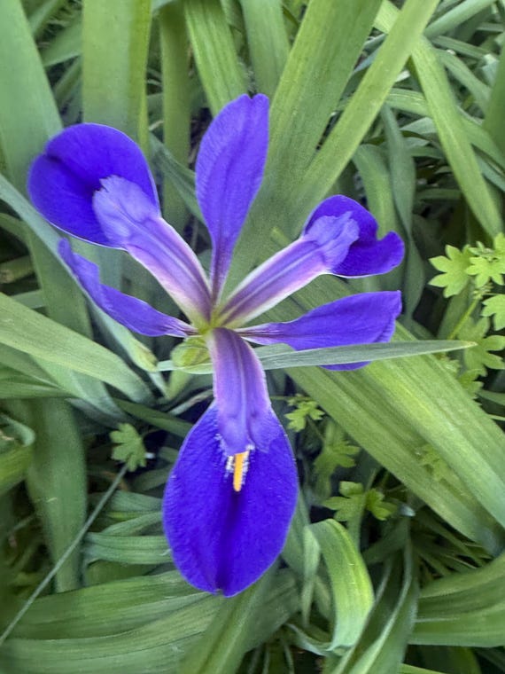 Virginia Iris Bulb - Bright Violet, Deer Resistant